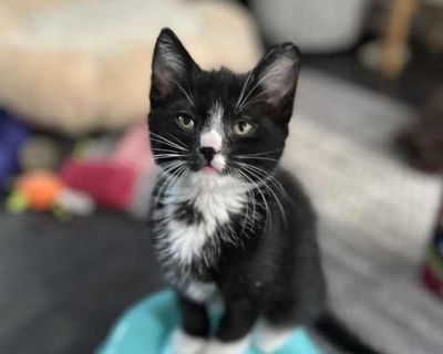 Child. Black & white or tuxedo. Hair: short. Please contact Dana ( [email protected] ), (925) 586-6408 for more information about this pet. Want to meet? [ Fill out the Application ] , then email it to the contact in this bio. Oreo was born on April 9th to an abandoned mama-cat in Pleasant Hill near the Kohl's shopping center. A kindly neighbor brought them into her garage, and we moved kittens...