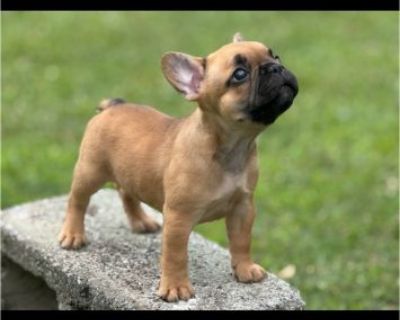 AKC French Bull pup 8 wks old $2100