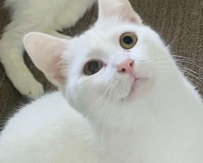 Freddie Purrcury - Domestic Shorthair Male Cat for Adoption