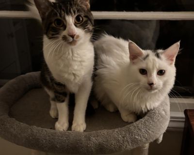 Diamond and Onyx - Domestic Short Hair Female Cat for Adoption