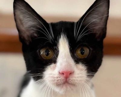 Young. Microchipped. My name is Clara Bow and I am a beautiful, slender kitten (estimated to be 5 months old) looking for my forever home. I was born in a small town in Tennessee and left on a front porch with my mom and siblings. One sister and I persevered and grew big and strong, and oh so loving. While I don t want to be held, my favorite activity is cuddling up by your neck for a nap or be...