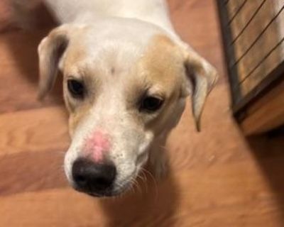 Lenny - Beagle & Jack Russell Terrier Mix Male Dog for Adoption