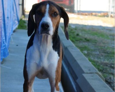 Meet Duke! A hardworking, ready-to-go coonhound looking for a job! Duke is all hound, smart, driven, and happiest when he has a purpose. NO CATS.