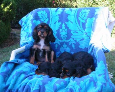 Cavalier King Charles Spaniels