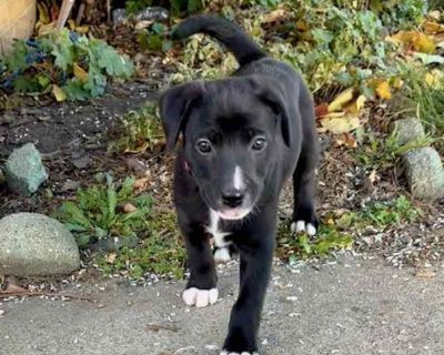 Child. Black - with white. Feast your eyes on this darling litter of 11 this fall! The "Leaf" litter is perfect example of all the various colors of foliage on the trees this autumn season! The pups were born in rescue on September 27th and have been expertly raised by their Momma (Autumn Leaf - also available for adoption and photo included for reference) and all in the same foster home! The 3...