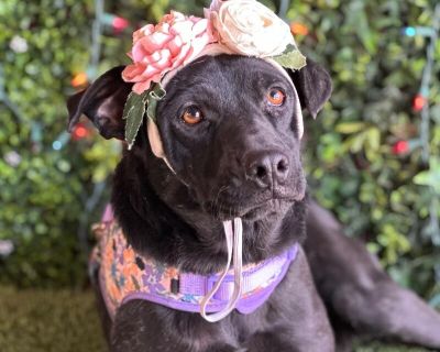 Exciting News: This adorable pup will be at an adoption event near you! Check our website: https://AmazingDogsRescue.org/dogs/ Or call 888.508.8943 (Monday to Sunday, 8 AM to 8 PM).. Out-of-town pets are cared for by non-local organizations who can make arrangements for the pet to be transported to your area. Learn More. Young Female Medium Black