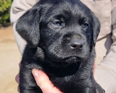 Labrador Retriever Puppies Ready for Permanent Homes