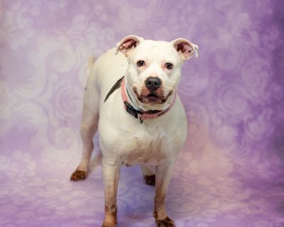 In Foster Peony - American Bulldog Mix Female Dog for Adoption