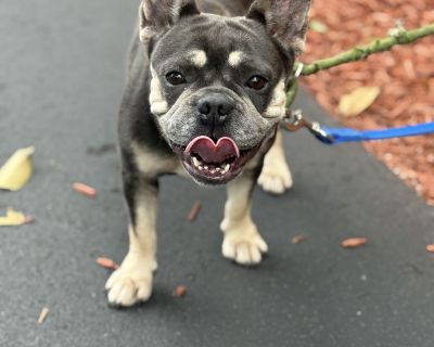RUTTY - French Bulldog Female Dog for Adoption