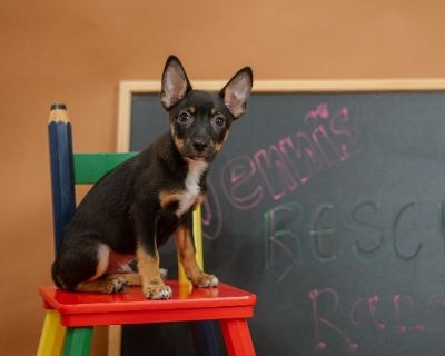 Cowboy - Australian Shepherd & Australian Cattle Dog / Blue Heeler Mix Male Dog for Adoption