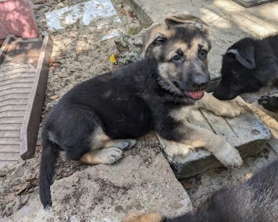 AKC German Shepherd Puppies