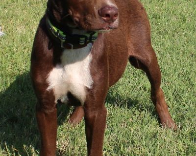 PECK - Chocolate Labrador Retriever Mix Male Puppy for Adoption