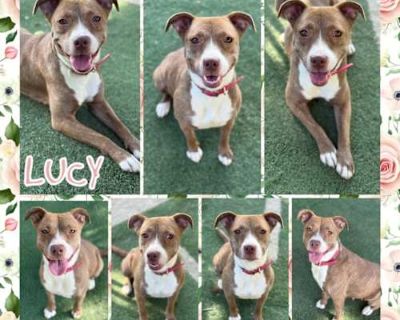 Lucy - American Pit Bull Terrier Female Dog for Adoption