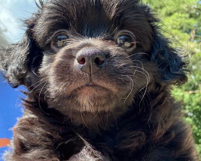 Lillianna - Female Chihuahua, Long Coat/Mix Puppy for Adoption