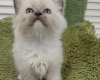 Mitted Ragdoll Boy - Ragdoll Male Kitten For Sale