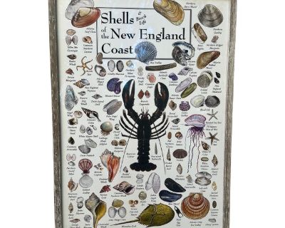 Nautical Poster of Shells & Beach Life of the New England Coast Framed Under Glass