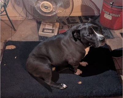 Lucy - Female Adult American Staffordshire Terrier for Adoption