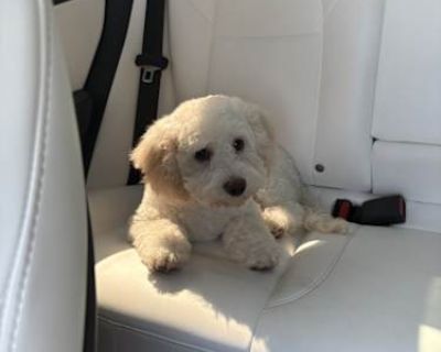 Rocky - Maltipoo Male Dog for Adoption
