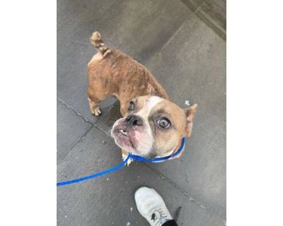 Hughie - French Bulldog/Mixed Breed (Medium) Mix Female Dog for Adoption