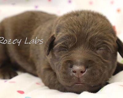 Red Collar Boy - Chocolate Male Labrador Puppy for Sale