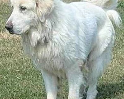 Mohawk - Great Pyrenees Male Dog for Adoption