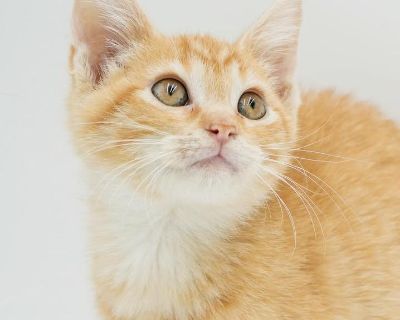 Our fosters are have so many kittens are now big enough to be adopted. They are anywhere from 8 to 10 wks old so ALL are TOO SMALL TO GO as SOLO pets to a home UNLESS u already have a young cat in your home - so have to be paired up. They are absolutely the sweetest and simply some of the cutest and prettiest kitties ever! Cheesecake Cherry Candy Pumpkin Okra - 10-12 w old delights! When u want...