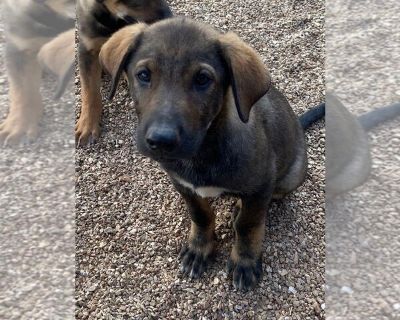 Bentley - German Shepherd Dog Mix Male Puppy for Adoption