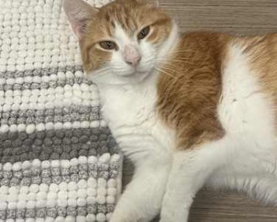 Babo is six years old. I adopted her in Sacramento. I hope her new home will be a loving and patient environment. Babo is a gentle, timid, and affectionate cat.. Good with kids Not good with dogs Good with cats Purebred Shots current Spayed / Neutered Housetrained. Breed American Shorthair Color Orange or Red Age Adult Sex Female Pet ID 7751221 Hair Length short