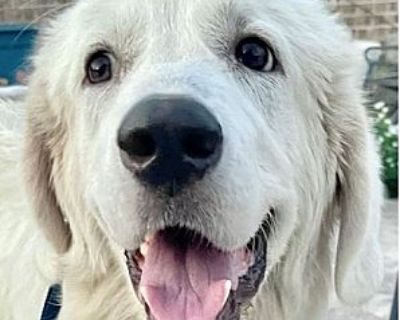 Marley - Great Pyrenees Female Dog for Adoption