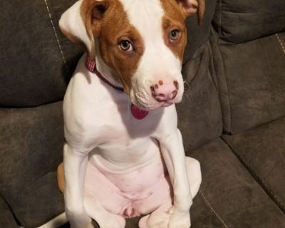 American Bulldog