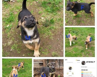 Athena's Puppies - Puppy German Shepherd / Great Pyrenees for Adoption