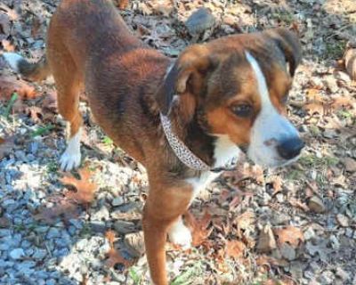 Ham - Terrier (Unknown Type, Medium)/Beagle Mix Male Dog for Adoption