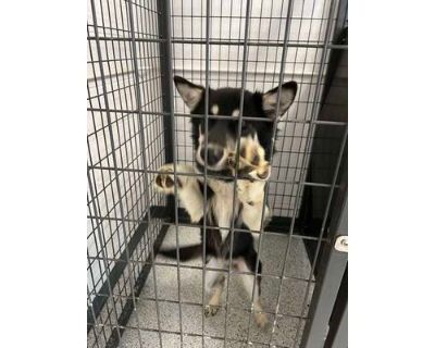 Calla Lily - German Shepherd Dog/Husky Mix Female Dog for Adoption