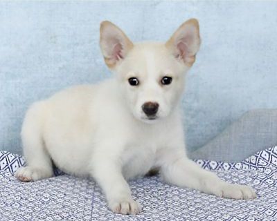 Vector - Husky/Mixed Breed (Medium) Mix Male Puppy for Adoption