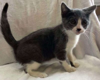 Watermelon - Domestic Shorthair Male Kitten for Adoption