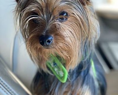 Kobe - Yorkie, Yorkshire Terrier Male Dog for Adoption