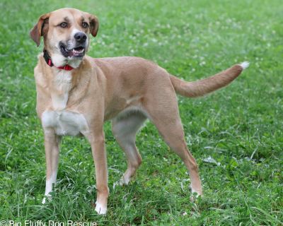 Sunny - Mountain Cur & Great Pyrenees Mix Female Dog for Adoption