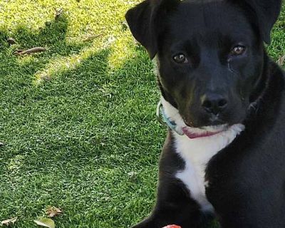 Bernie Cp - Labrador Retriever Female Puppy for Adoption