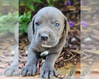 Jay - Cane Corso Male Puppy for Sale