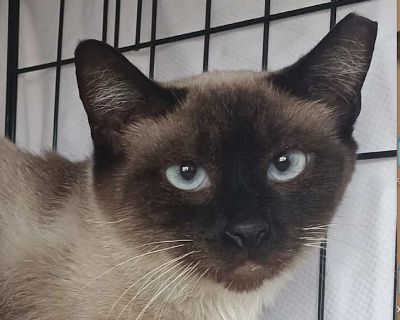 Lilo Llanos - Siamese Female Cat for Adoption