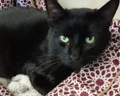 Stubs - Domestic Short Hair Male Cat for Adoption