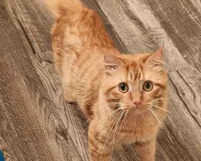 Valentino - American Shorthair Male Cat for Adoption