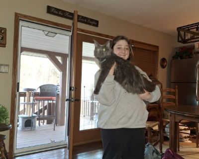 Beautiful Main coon