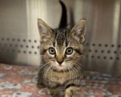 Spayed / Neutered. Breed Domestic Shorthair Color Age 2 months old, Kitten Sex Male Pet ID S2025211 Hair Length short