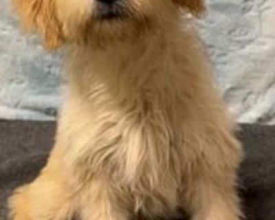 Raven-Golden Doodle Pup - Golden Retriever/Poodle (Standard) Mix Female Puppy for Adoption