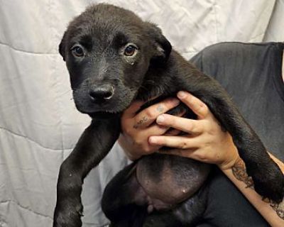 Hershey - Labrador Retriever/German Shepherd Dog Mix Male Puppy for Adoption