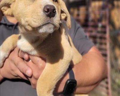 Woodlot store boxer puppies