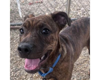 Arturo - American Pit Bull Terrier Male Puppy for Adoption