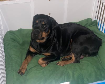 7 Male and 5 Female Rottweiler Puppies for Sale