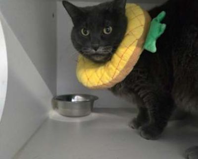 Elise - Domestic Shorthair Female Cat for Adoption